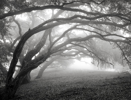 Kodiak Greenwood |  Oaks And Mist, Big Sur