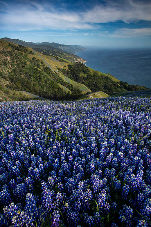 Kodiak Greenwood |  Lupine Big Sur